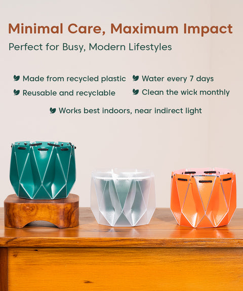 Song Of India Plant With Repot