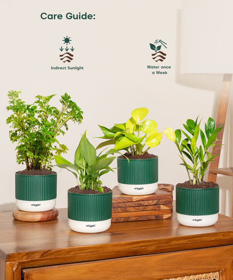 Set of 4 Mylo -Zamia Green, Aralia Green, Peace Lily, Golden Money