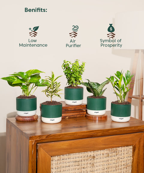 Set of 5 Mylo -Song of India, Money Variegated, Zamia Green, Green Snake, Lucky Jade