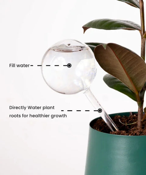 Plant Watering Globe