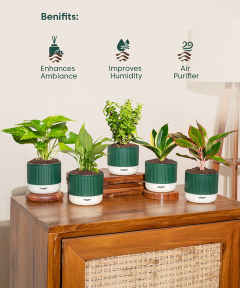 Set of 5 Mylo -Lucky Jade, Money Variegated, Peace Lily, Golden Hahnii Snake, Aglaonema Lipstick