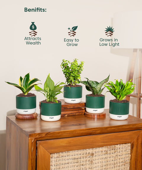 Set of 5 Mylo -Green Snake, Golden Hahnii Snake, Lucky Jade, Daracena Compacta, Peace Lily