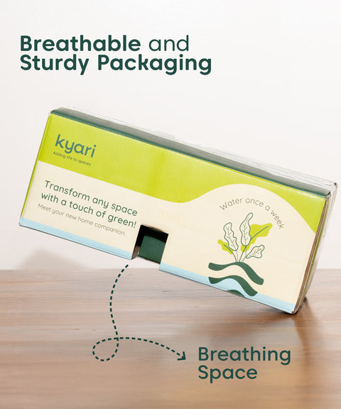 Set of 3 - Money Variegated, Lucky Jade & Money N'Joy Plant