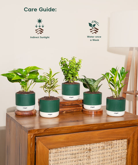 Set of 5 Mylo -Song of India, Money Variegated, Zamia Green, Green Snake, Lucky Jade