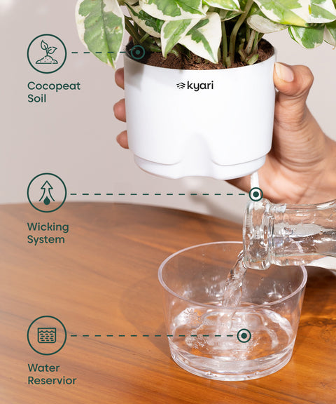 Set of 4 - Aglaonema Snow White, Dracaena Compacta, Rhoeo Tricolor & Lucky Jade Plants