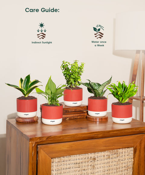 Set of 5 Mylo -Green Snake, Golden Hahnii Snake, Lucky Jade, Daracena Compacta, Peace Lily