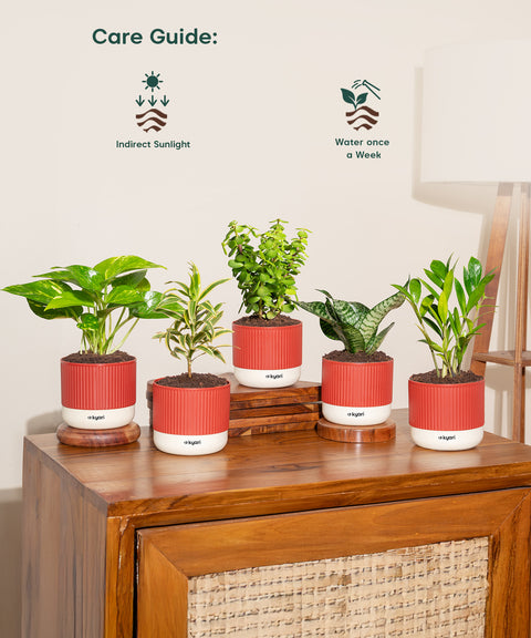 Set of 5 Mylo -Song of India, Money Variegated, Zamia Green, Green Snake, Lucky Jade