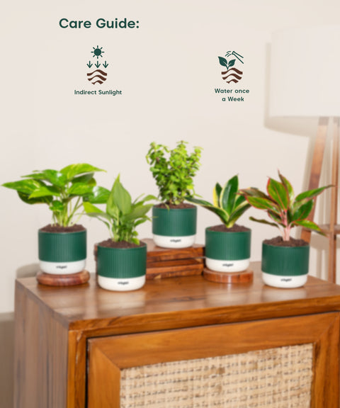 Set of 5 Mylo -Lucky Jade, Money Variegated, Peace Lily, Golden Hahnii Snake, Aglaonema Lipstick