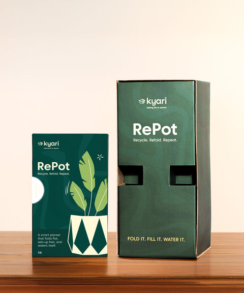 Song Of India Plant With Repot