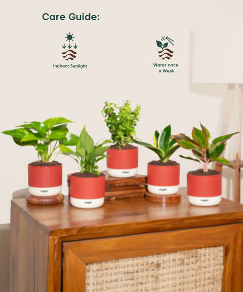 Set of 5 Mylo -Lucky Jade, Money Variegated, Peace Lily, Golden Hahnii Snake, Aglaonema Lipstick