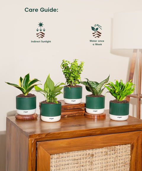 Set of 5 Mylo -Green Snake, Golden Hahnii Snake, Lucky Jade, Daracena Compacta, Peace Lily