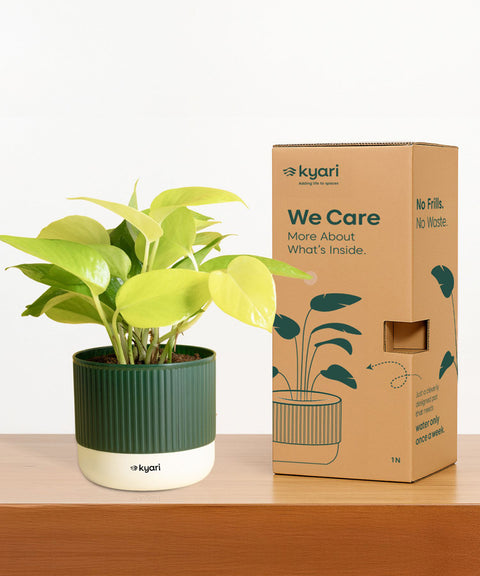 Set of 4 Mylo - Lucky Jade, Golden Money, Peace Lily, Aralia Green