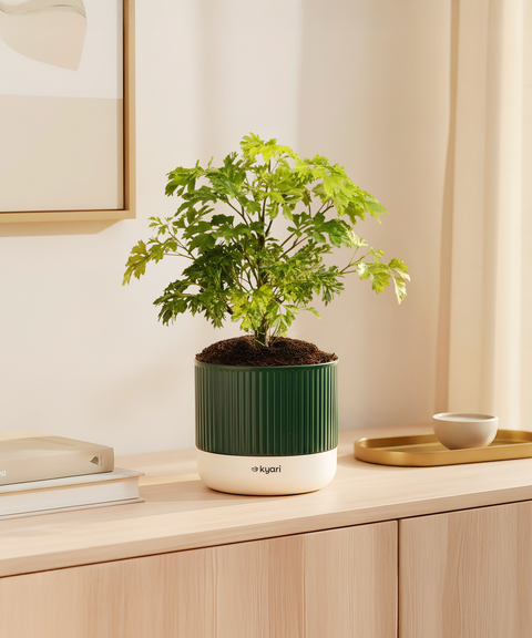 Aralia Green Plant With Mylo Planter