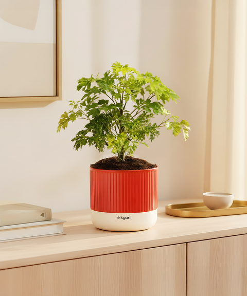 Aralia Green Plant With Mylo Planter