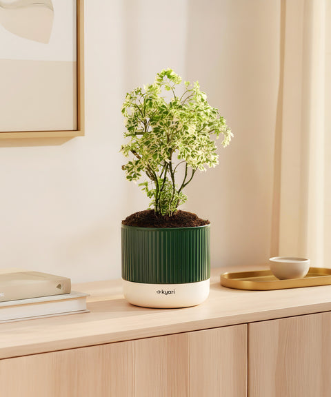 Aralia Variegated Green Plant With Mylo Planter