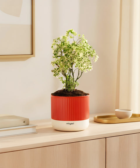 Aralia Variegated Green Plant With Mylo Planter BYOB