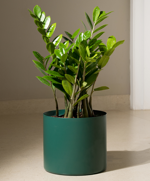 ZZ Green with Zen Planter