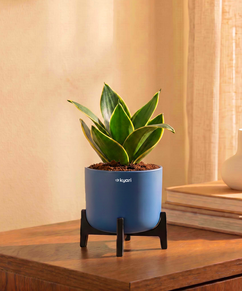Golden Snake Plant in Aira Self Watering Pot (Stand included)