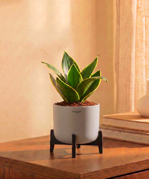 Golden Snake Plant in Aira Self Watering Pot (Stand included)