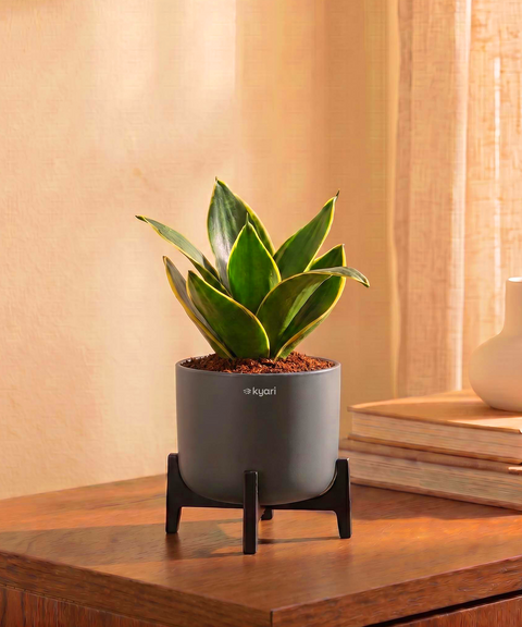 Golden Snake Plant in Aira Self Watering Pot (Stand included)