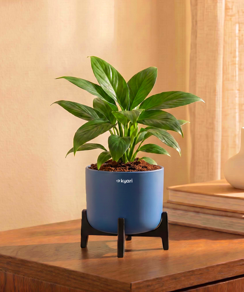 Peace Lily Plant with Aira Pot for corporate