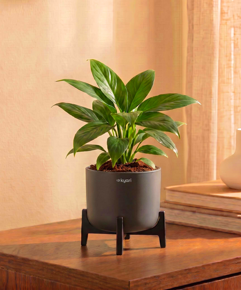 Peace Lily Plant with Aira Pot for corporate