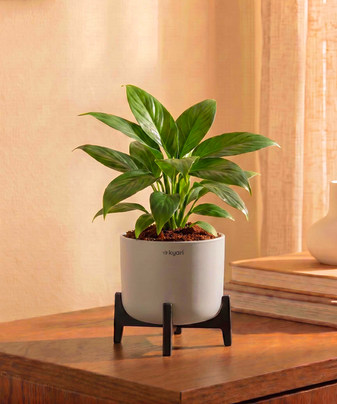 Peace Lily Plant with Aira Pot for corporate