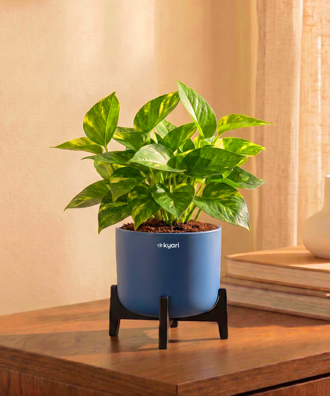 Money Varigated Plant in Aira Self Watering Pot (Stand included)