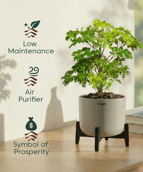Aralia Plant with Aira Pot