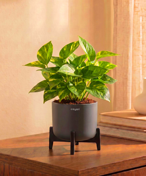 Money Varigated Plant in Aira Self Watering Pot (Stand included)