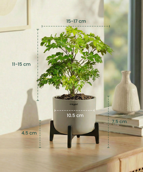 Aralia Plant with Aira Pot