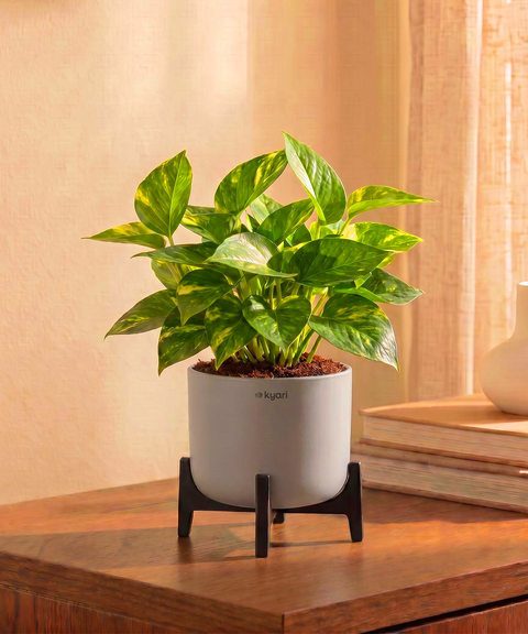 Money Varigated Plant with Aira Pot for corporate