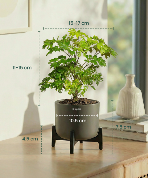 Aralia Plant with Aira Pot