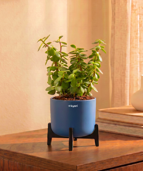Jade Plant in Aira Self Watering Pot (Stand included)
