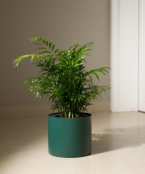 Chamaedorea Palm with Zen Planter