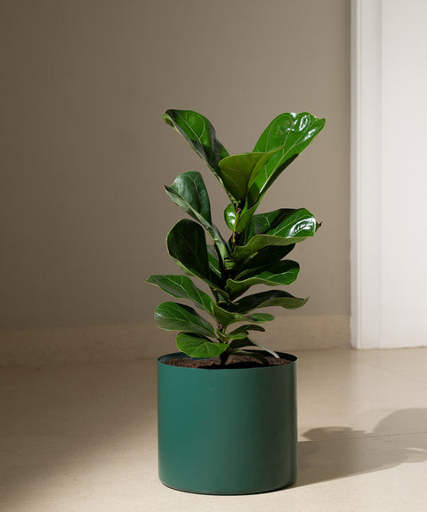 Ficus Lyrata - Fiddle Fig- Zen Planter