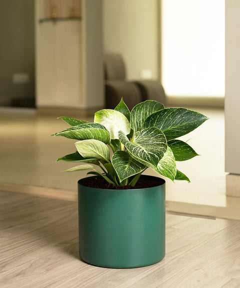 Philodendron Berkin with Zen Planter