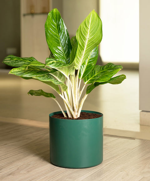 Aglaonema Ice Plant with Zen Planter