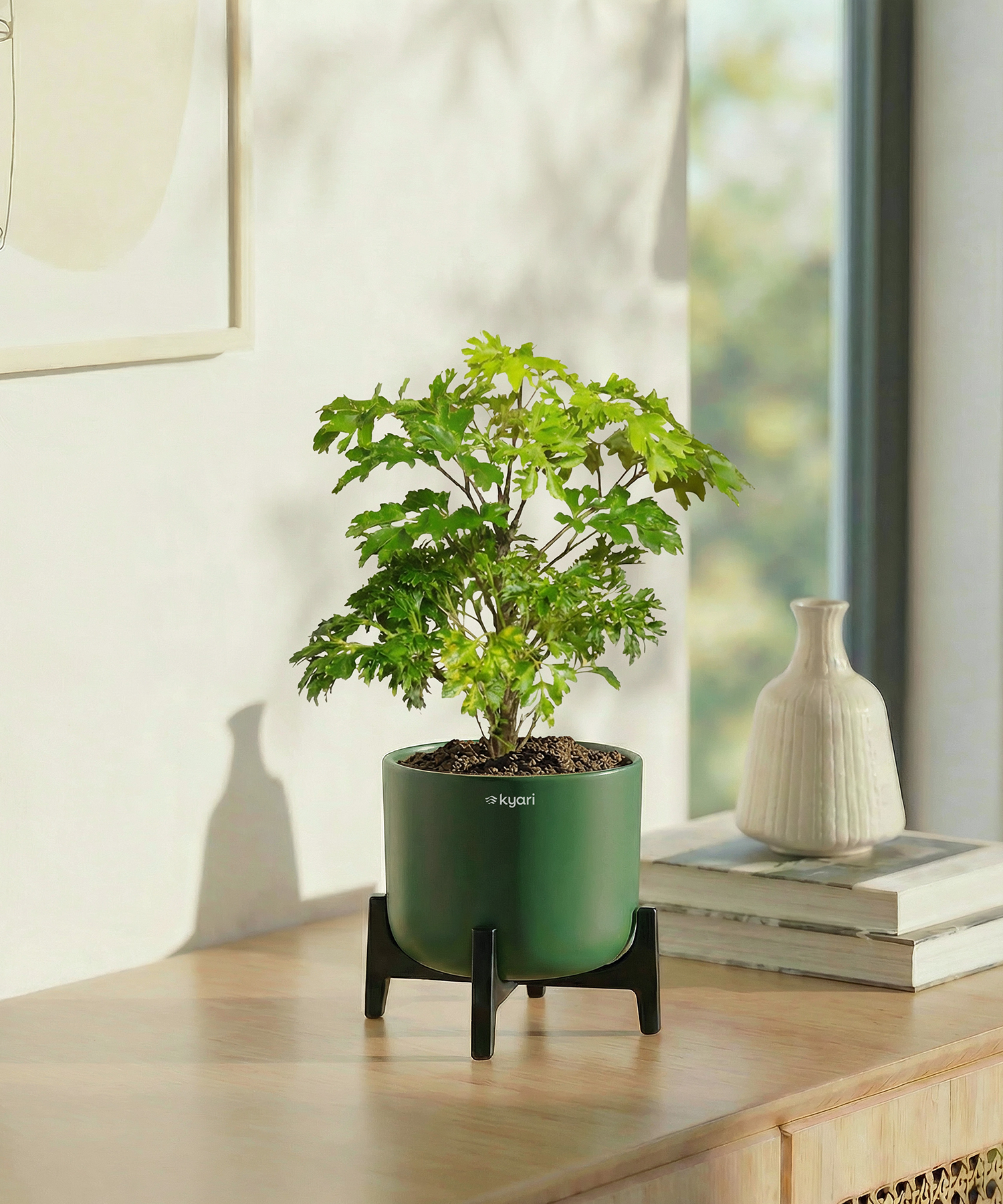 Aralia Plant in Aira Self Watering Pot (Stand included)