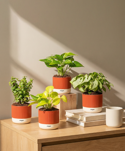 Vastu Prosperity Plant Combo