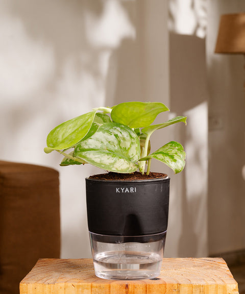 indoor plants with self watering pots Buy Satin Money Plant with Self Watering Pot Online in India – Kyari.co