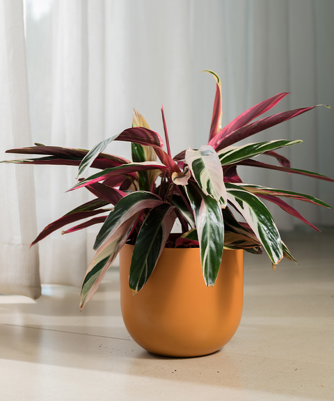 Calathea Triostar with Arbor Planter