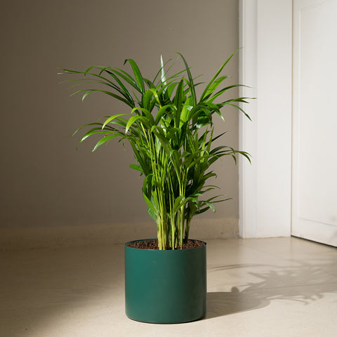 Areca Palm with Zen Planter