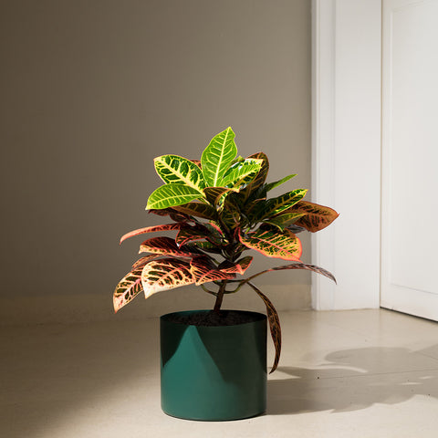 Croton Petra with Zen Planter