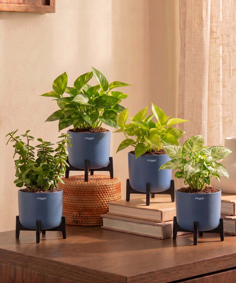 Lucky Plants Combo - Set of 4 Self Watering Plants