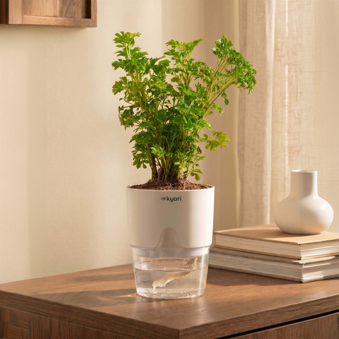 Aralia Green Plant With Self Watering Pot