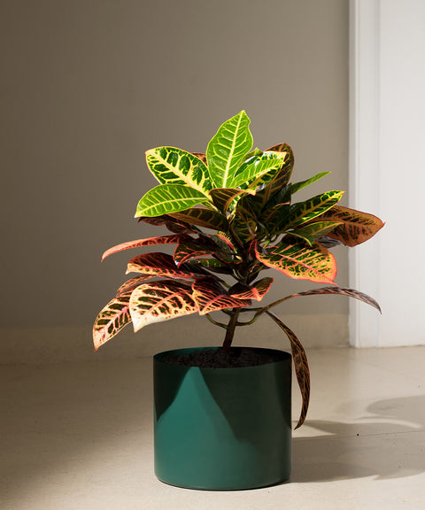 Croton Petra with Zen Planter