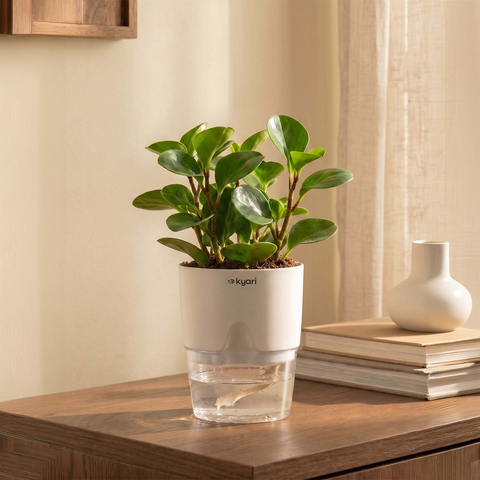 Peperomia Green Plant With Self Watering Pot