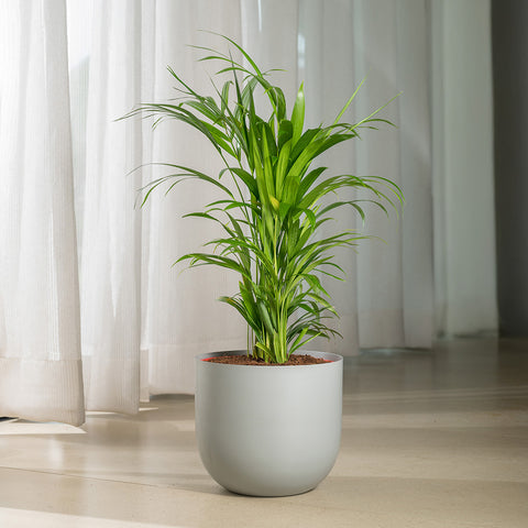 Areca palm with Arbor Planter