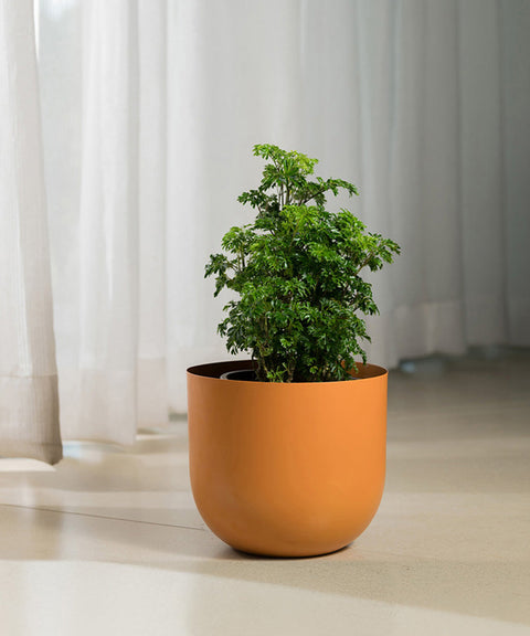 Aralia Green Plant